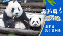 奥利奥与熊猫联动，会起怎样的化学反应？