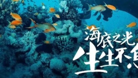 小米&PADI爱海洋,以公益力量柔和时代风云