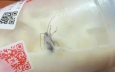 蜜雪冰城“蟑螂门”，暴击3亿穷鬼！