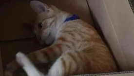 鲜血淋漓的“活体”盲盒，打开是惊喜还是惊吓？