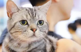 月薪三千，不配养猫？